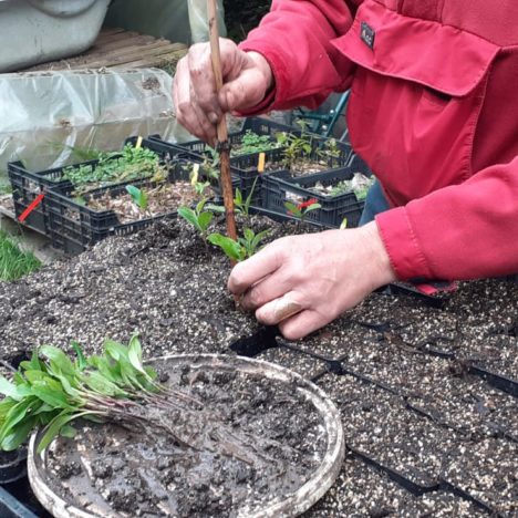 Plus de 800 arbres militants !