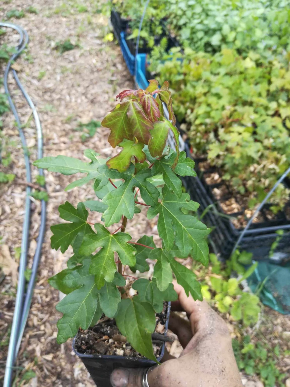 Erable 50 ml (Acer campestre)